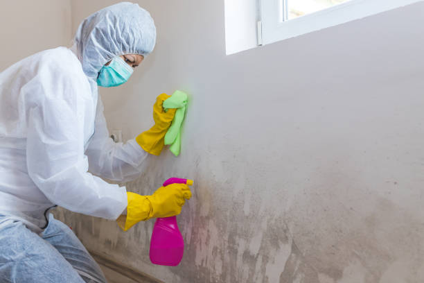 Best Commercial Mold Inspection  in South Amherst, OH