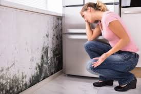 Best Mold Removal for HVAC Installations  in South Amherst, OH